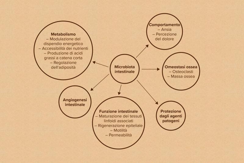 Rappresentazione schematica delle interazioni del microbioma intestinale